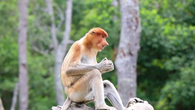 Young Proboscis Monkey Feeding