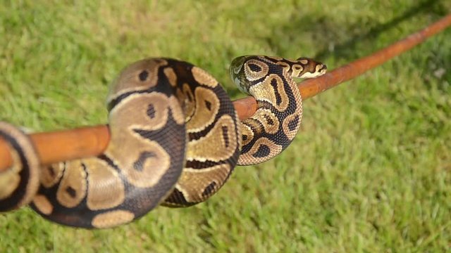 CU snake of a stick, a Boa Constrictor on a bamboo stick.