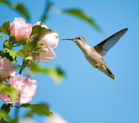 Female Ruby-throated Hummingbird feeding on an Althea flower