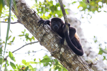 mantled howler monkey - Alouatta palliata