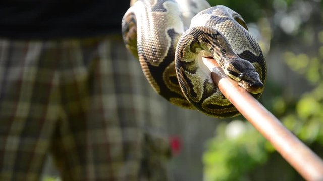 Extreme close up of a man holding a Boa Constrictor on a bamboo stick, rack focus