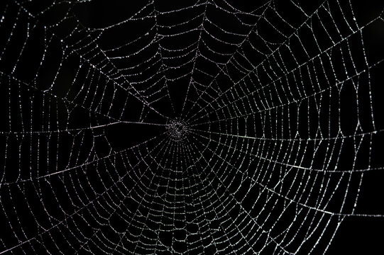 Large spider web