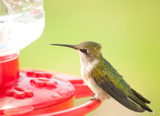 Beautiful juvenile male Hummingbird sitting on a feeder