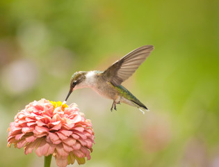 Fototapeta na wymiar Beautiful Hummingbird feeding on a light pink Zinnia