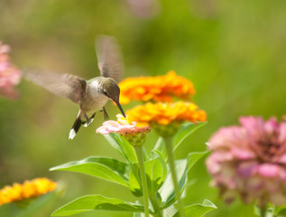Fototapeta na wymiar Tiny Hummingbird feeding on a flower in garden