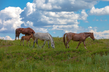 Obraz premium horses grazing in a meadow