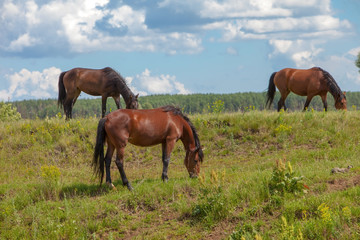 Obraz premium horses grazing in a meadow