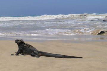Ecudor, Galapagos, Isabela Island, Marine iguanas