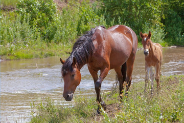 Fototapeta premium mother and foal