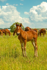 Obraz na płótnie Canvas young stallion on the green meadow