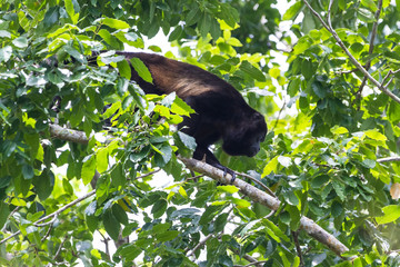 mantled howler monkey - Alouatta palliata