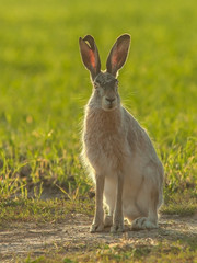 wild brown hare in the field