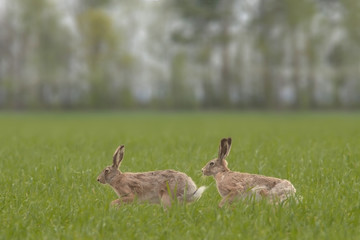 Naklejka na ściany i meble wild brown hare in the field