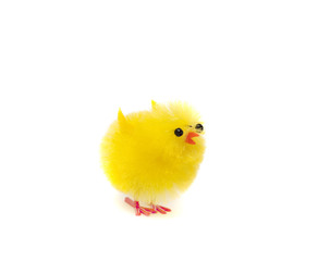 Cute fluffy little spring chicken