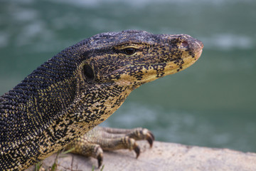 close up Water monitor lizard