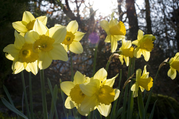 Cheerful spring daffodils