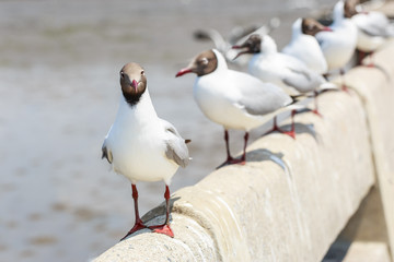 Seagull standing on a cement fence
