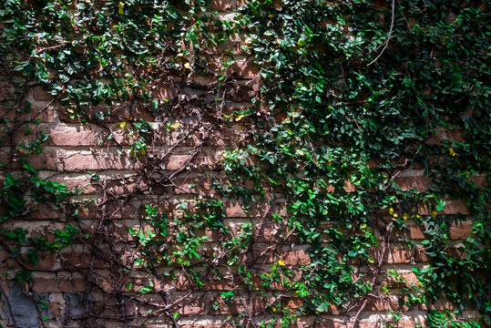 Brick Wall covered with ivy