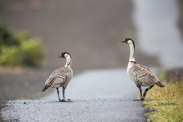 Nene die Hawaiigans, Hawaiis Staatsvogel