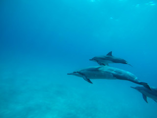 Fototapeta premium Delphine