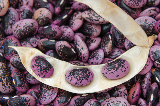 Styrian Scarlet Runner Beans