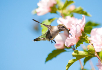Ruby-throated Hummingbird feeding on a pink flower