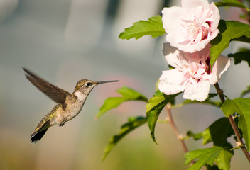 Fototapeta na wymiar Ruby-throated Hummingbird hovering