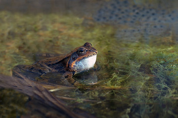 quacking frog