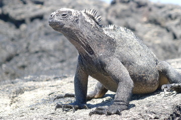 Ecudor, Galapagos, Isabela Island, Marine iguanas