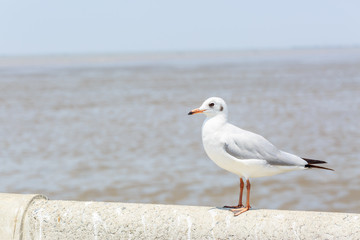 Seagull standing on a cement fence