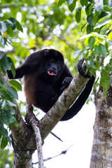 mantled howler monkey - Alouatta palliata