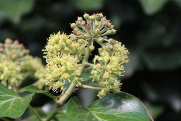 floba menta