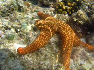 Starfish