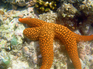 Sea Stars
