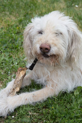 A portait of a white dog posing