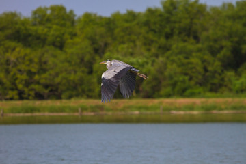 Grey heron fly over lake