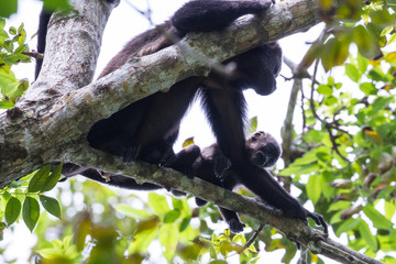 young momma with her baby howler