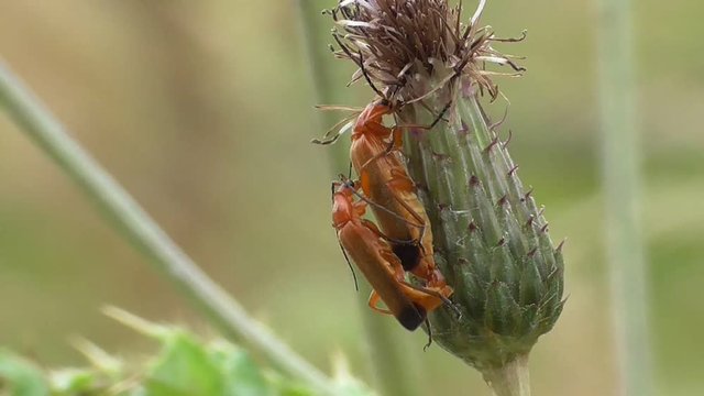 Weichk&auml;fer, Kopulation