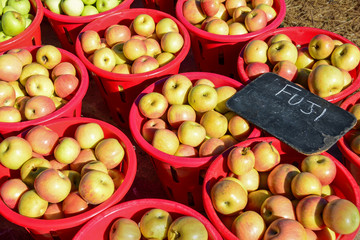 Apples at the Farmer Market