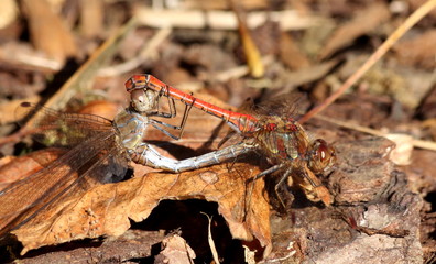 flirt chez les libellules