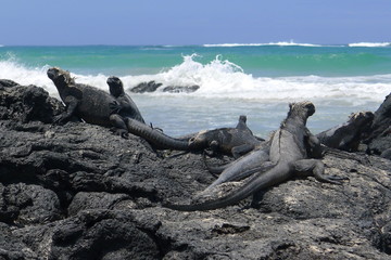 Ecudor, Galapagos, Isabela Island, Marine iguanas