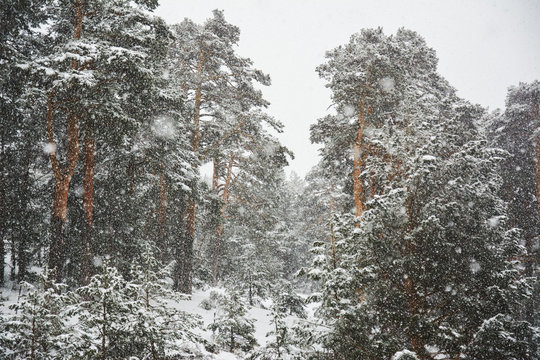 Fototapeta Epic winter forest landscape.