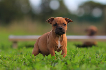 puppy staffordshire bull terrier