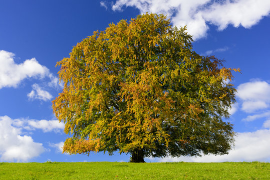 Buche als Einzelbaum im Herbst