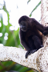 mantled howler monkey - Alouatta palliata