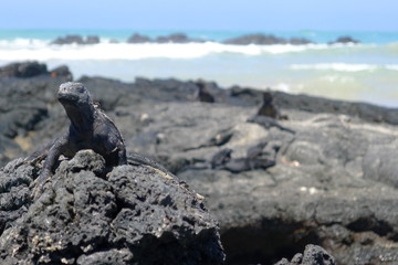 Ecudor, Galapagos, Isabela Island, Marine iguanas