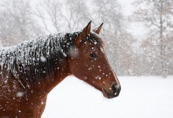 Red bay horse in heavy snow fall with snow all over her - 124371855