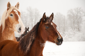 Frosty horses alerted to something in the distance, with their ears pricked, on cold foggy winter day © pimmimemom