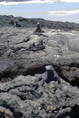 Ecudor, Galapagos, Isabela Island, Marine iguanas