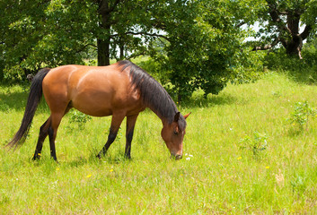 Shiny light bay Arabian horse grazing in lush green summer pasture